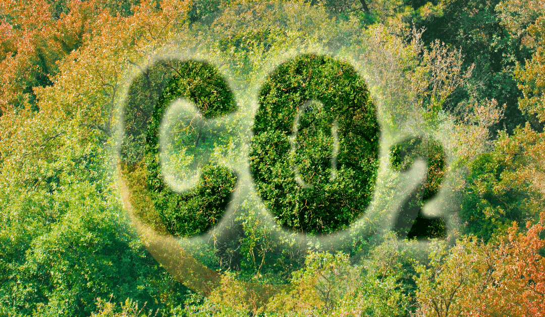 Ersatzpflanzung – CO2 Emission-Bindung
