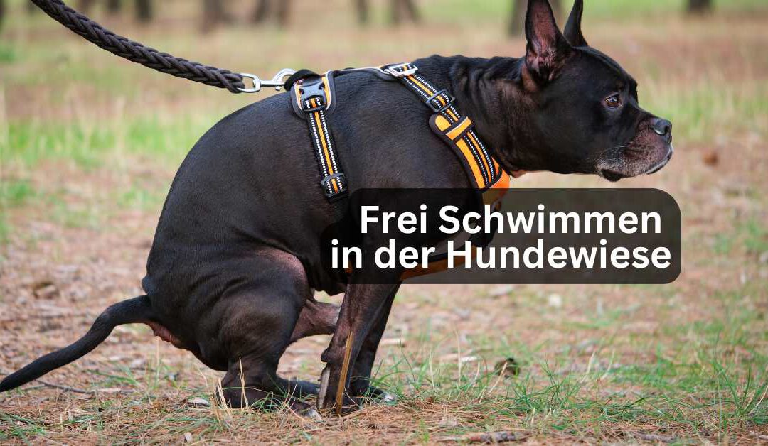 Frei Schwimmen in der Hundewiese