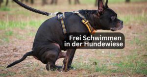 Frei Schwimmen in der Hundewiese ZMS