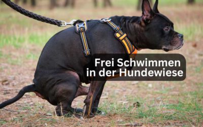 Frei Schwimmen in der Hundewiese